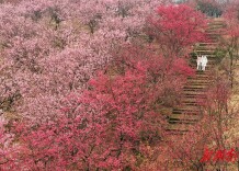 满园春色醉游人