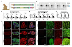 《自然》发表中国研究成果：修复大脑里一个“错字”，孤独症小鼠恢复了正常
