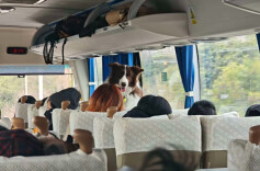 “春节档”的狗狗旅行团，透视宠物经济持续狂奔的密码