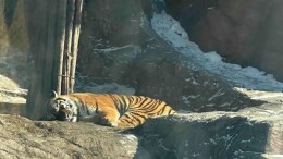 春节游客太多高频投喂，300多只东北虎轮流“轻断食”