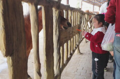 汉寿：假日收梢欢乐不减，常德野生动物世界亲子游持续火爆