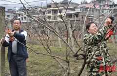 果园春管忙 勤盼好“丰”光