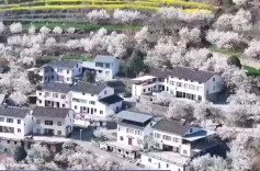 花开了 各地春日限定美景上线