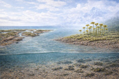 我国科研团队新发现：4 亿多年前早期植物已在陆地大规模扩张