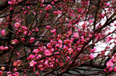 湖南的梅花，开成了这样！去这5处赏梅正好