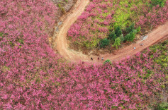 踏青赏花享春光