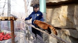 “我在动物园，给百万粉丝网红当奶爸！”