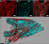 你“最信任”的清洁工具可能是细菌发源地 一文揭秘