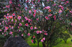 永州林科所再添创新成果：油茶落籽收集与树盘覆盖两用装置获国家专利