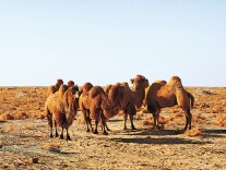 治沙与致富，阿拉善骆驼给出新答案