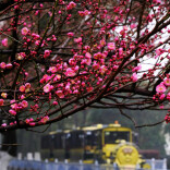 湖南的梅花，开成了这样！去这5处赏梅正好