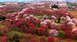 邵东千亩樱花烂漫惹人醉
