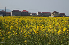 石门易家渡：一肖春雨晴，满地菜花黄
