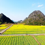 难忘挂榜山中的油菜花