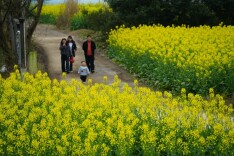 绥宁县百亩油菜花海盛放 春日盛景引客来