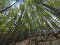 从小城竹林到全球市场：中国“以竹代塑”助推绿色产业发展