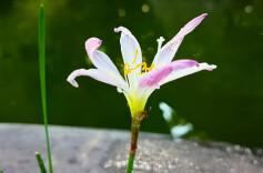 野花小径绘就诗意桃江