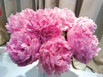 四月花神为何不是牡丹是芍药