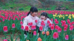 春花烂漫引客来