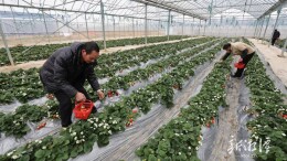 湘潭这片农业智慧大棚，蔬菜“水上漂”，无土也“生金”——藏在智慧大棚里的“蔬菜王国”