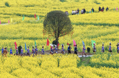 图集 | 春花烂漫引客来