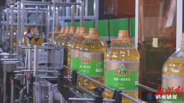 盛源油脂：复工复产赶订单 油茶产业“开门红”