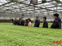 春耕有好苗！长沙免费发放35万株示范蔬菜苗