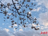 美文 | 春序初启，玉棠凝芳