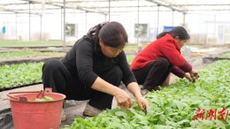 嘉禾县普满乡： 春耕备耕有序进行