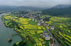 油菜花开春意浓