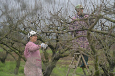 果树修剪忙
