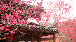 图片新闻 | 城步：春风过桃林，桃花盛放引游人