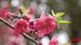 武冈：云溪谷桃花雨中绽放醉游人