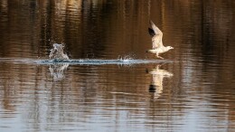 北京也能看海鸥！通州“摇不动村”火了，为啥叫这名？