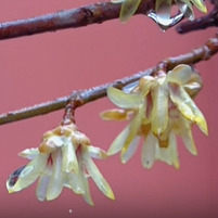 武冈文庙大成殿前腊梅雨中绽芳华