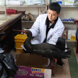 “国宝”黑鹳遇险 华容多方接力施救