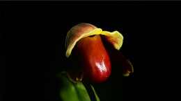 “宝华月季”之后，“炸糊的花生米戴黄帽”又火了！