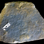 中西合作确认欧洲首例侏罗纪蜥蜴行迹