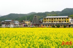 侗寨花开春意浓