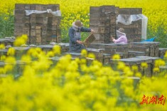 甜蜜事业又“蜂”收