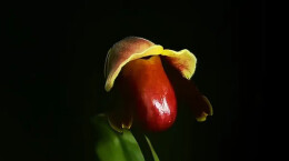 “宝华月季”之后，“炸糊的花生米戴黄帽”又火了！网友：起名这块没输过