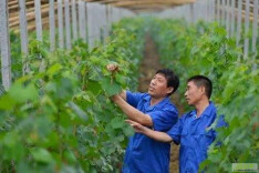 理论·智库 | 以“AI+教育”激活乡村人才雁阵培育新动能