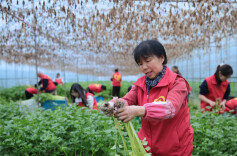 Volunteers Contribute to Agro-product Supply to Greater Bay Area