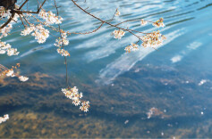 散文｜黄文渊：古城赏春