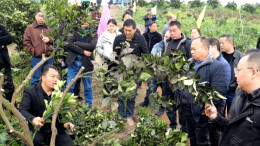 石门启动柑橘品改，未来果子更好吃更值钱