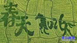 资兴：蓼江镇第十三届油菜花旅游节3月10日启幕