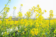 升温！长沙油菜花最佳观赏期预报