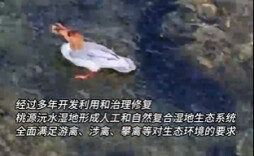 真香！中华秋沙鸭沅江觅食，灵动身影勾勒生态画卷