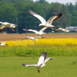 观点 | 为候鸟留暗，为生态兜底