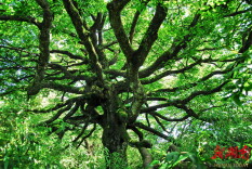 美文欣赏丨去八大公山看一棵树